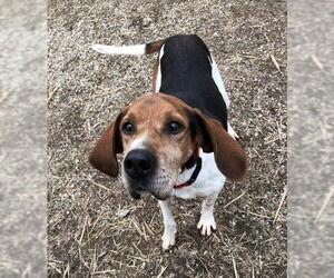 Treeing Walker Coonhound Dogs for adoption in Hillsdale, IN, USA