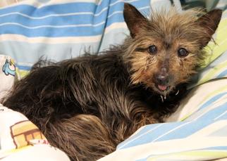Silky Terrier Dogs for adoption in Dedham, MA, USA