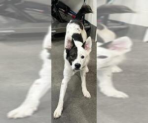 Huskies -Unknown Mix Dogs for adoption in Forestville, MD, USA