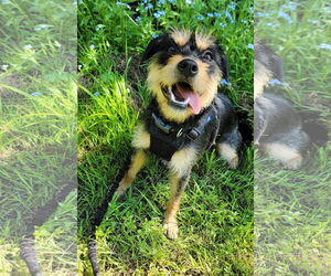 Border Terrier-Unknown Mix Dogs for adoption in Princeton, MN, USA