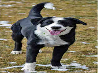 Collie Dogs for adoption in Ogden, UT, USA