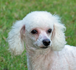 Poodle (Toy) Dogs for adoption in Englewood, FL, USA