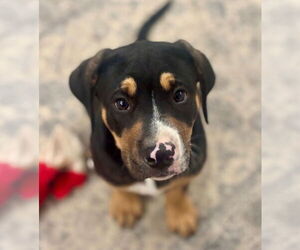 Mutt Dogs for adoption in Canton, CT, USA