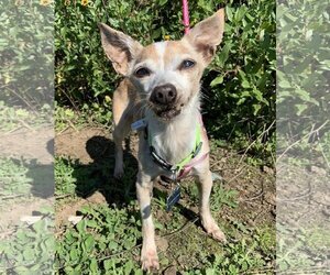 Chihuahua Dogs for adoption in Victorville, CA, USA