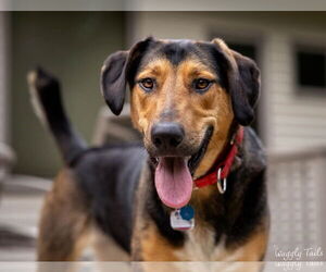 German Shepherd Dog-Unknown Mix Dogs for adoption in Princeton, MN, USA