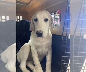 Labrador Retriever-Unknown Mix Dogs for adoption in Bolivar, MO, USA