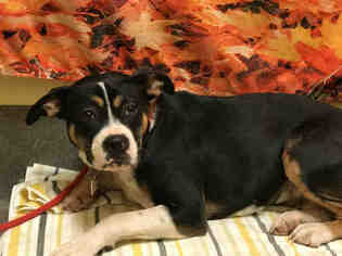Bogle Dogs for adoption in Forestville, MD, USA