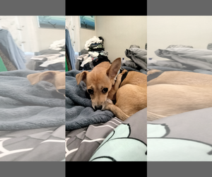 Rat-Cha Dogs for adoption in Princeton, MN, USA