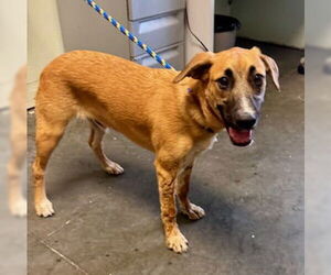 Australian Shepherd-Staffordshire Bull Terrier Mix Dogs for adoption in Santa Cruz, CA, USA