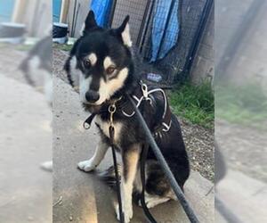 Siberian Husky Dogs for adoption in Santa Barbara, CA, USA