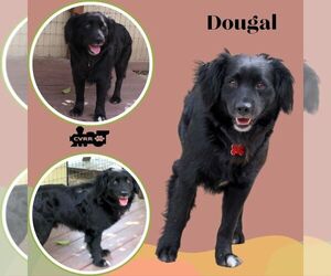 Colonial Cocker Spaniel-Unknown Mix Dogs for adoption in Lindsay, CA, USA