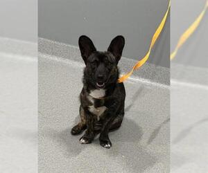 Cardigan Welsh Corgi-German Shepherd Dog Mix Dogs for adoption in San Martin, CA, USA