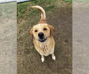 Golden Retriever-Unknown Mix Dogs for adoption in Corpus Christi, TX, USA