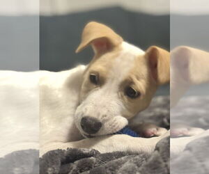 Labrador Retriever-Parson Russell Terrier Mix Dogs for adoption in FRAMINGHAM, MA, USA