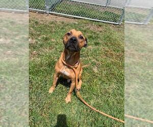 American Pit Bull Terrier-Unknown Mix Dogs for adoption in Louisville, KY, USA