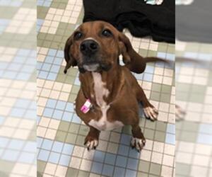 Redbone Coonhound Dogs for adoption in Fort Collins, CO, USA