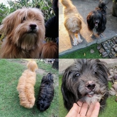 Small Lhasa Apso-Wheaten Terrier Mix