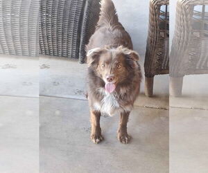 Australian Shepherd Dogs for adoption in Chandler, AZ, USA