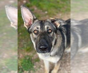 German Shepherd Dog Dogs for adoption in Athens, AL, USA