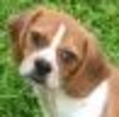 Peagle Dogs for adoption in Cumming, GA, USA