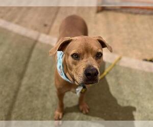 American Pit Bull Terrier-Unknown Mix Dogs for adoption in Las Vegas, NV, USA