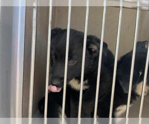 Collie-Unknown Mix Dogs for adoption in Oklahoma City, OK, USA
