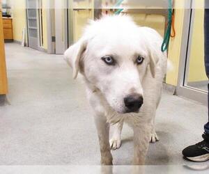 Pyrenees Husky Dogs for adoption in Orange, CA, USA