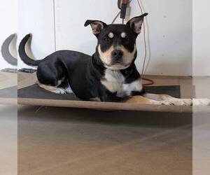 American Staffordshire Terrier-Unknown Mix Dogs for adoption in New Oxford , PA, USA