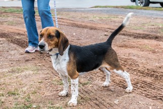 Medium Photo #1 Beagle-Unknown Mix Puppy For Sale in Bridgewater, NJ, USA