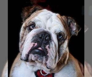 Bulldog-Unknown Mix Dogs for adoption in Fort Collins, CO, USA