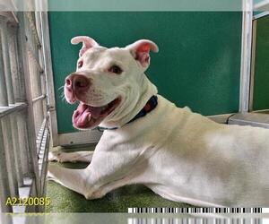 American Pit Bull Terrier-Unknown Mix Dogs for adoption in West Palm Beach, FL, USA
