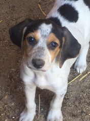 Medium Photo #1 Mutt Puppy For Sale in See Website, CA, USA