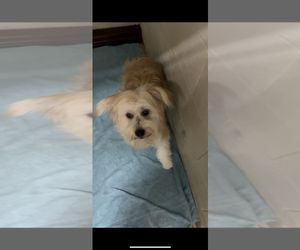 Mutt Dogs for adoption in Studio City, CA, USA