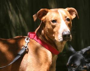 Boxador Dogs for adoption in Warwick, RI, USA