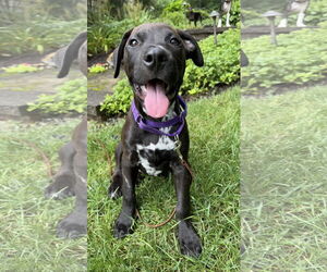 Great Dane-Unknown Mix Dogs for adoption in Sykesville, MD, USA