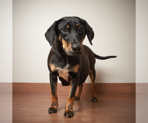 Small Dachshund Mix