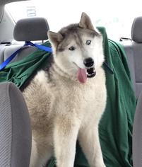 Siberian Husky Dogs for adoption in Dedham, MA, USA