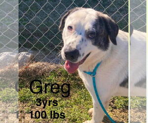 Great Pyrenees-Unknown Mix Dogs for adoption in Woodbury, NY, USA