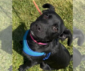 Mutt Dogs for adoption in Minneapolis, MN, USA