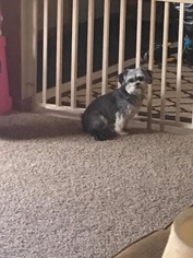 Dachsi Apso Dogs for adoption in Saugatuck, MI, USA