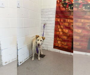 Australian Shepherd-Unknown Mix Dogs for adoption in San Bernardino, CA, USA