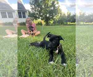 Chihuahua-Unknown Mix Dogs for adoption in Virginia Beach, VA, USA