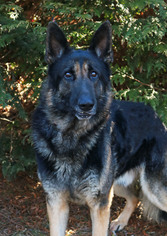 German Shepherd Dog Dogs for adoption in Rocky Mount, VA, USA