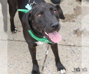 Labrador Retriever-Retriever  Mix Dogs for adoption in Washington, DC, USA