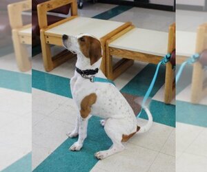 Treeing Walker Coonhound Dogs for adoption in Mt Carmel, PA, USA