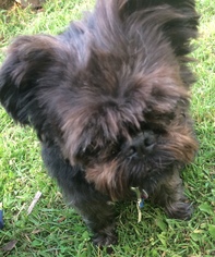 Affenpinscher Dogs for adoption in Non LIsted, WI, USA