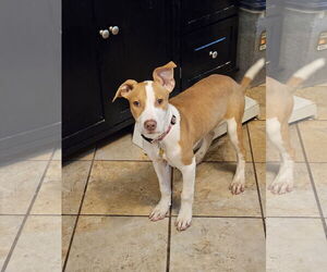 American Pit Bull Terrier-Unknown Mix Dogs for adoption in Sandy, UT, USA