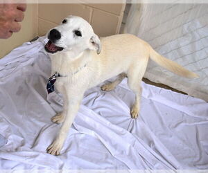 Labrador Retriever-Unknown Mix Dogs for adoption in McKinney, TX, USA