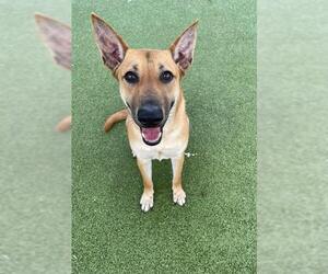 German Shepherd Dog-Unknown Mix Dogs for adoption in Pasadena, TX, USA