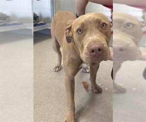 Mutt Dogs for adoption in San Bernardino, CA, USA